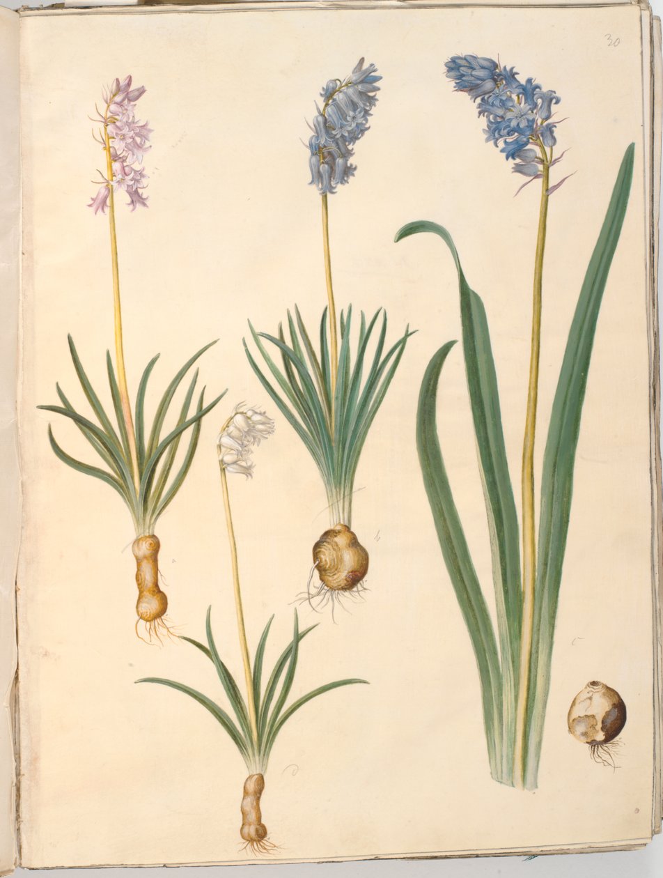 Hyacinthoides non-scripta （普通花冠）； Hyacinthoides hispanica （西班牙花冠） 作者 汉斯-西蒙·霍尔茨贝克