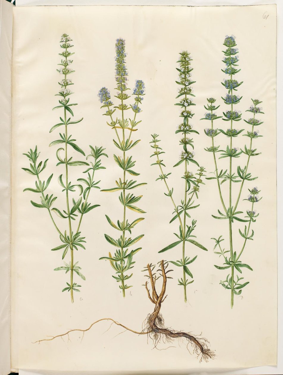 牛膝草 作者 汉斯-西蒙·霍尔茨贝克