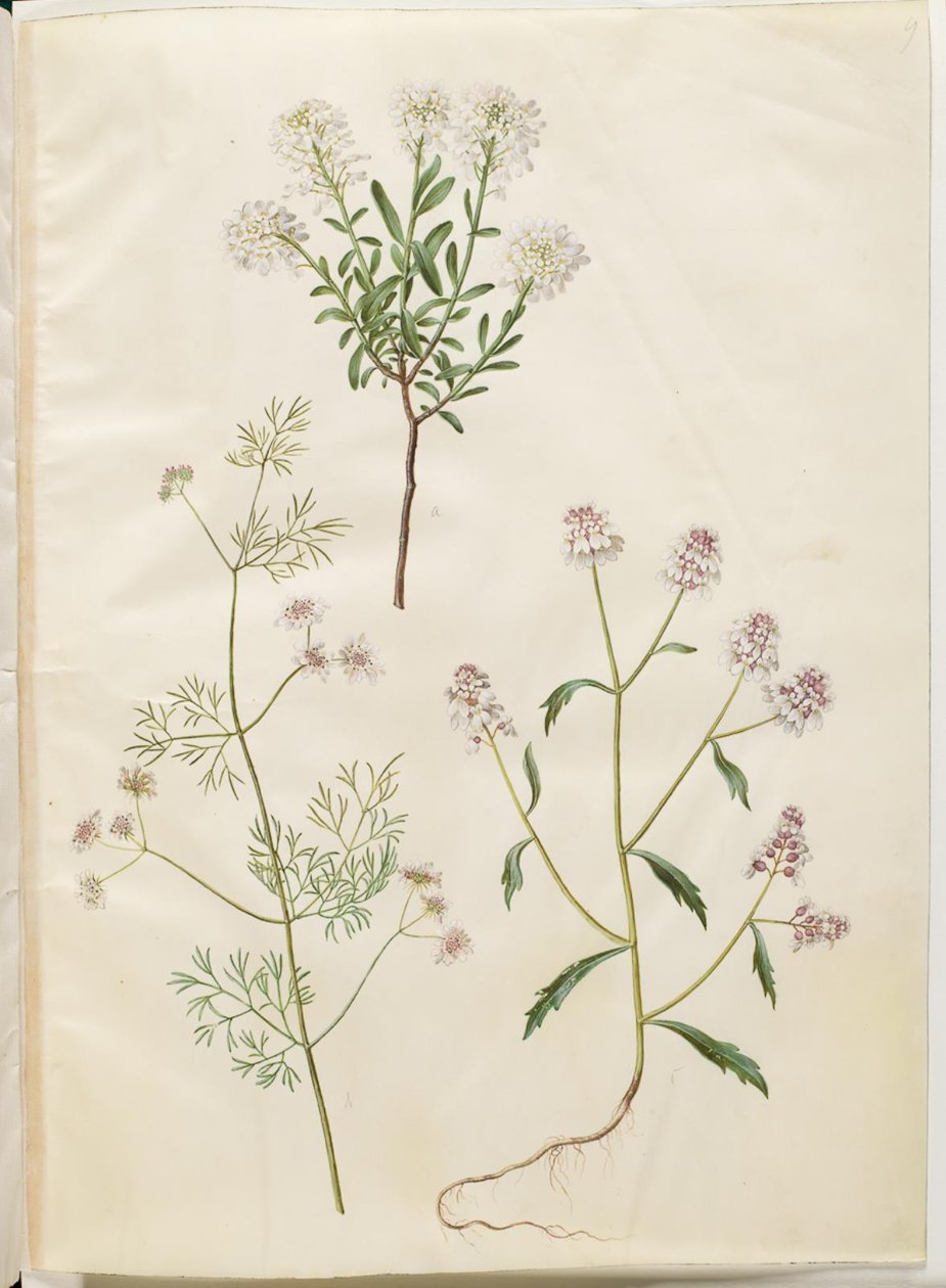 雪绒花；芫荽；苦弓花 作者 汉斯-西蒙·霍尔茨贝克