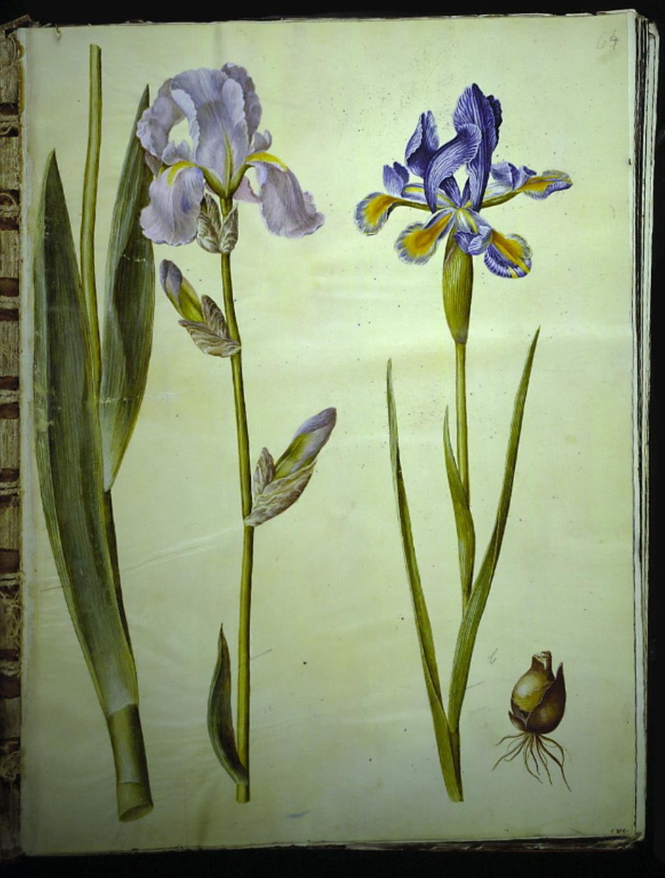 鸢尾花 ×德国（花园鸢尾花）；鸢尾花 xiphium（西班牙鸢尾花） 作者 汉斯-西蒙·霍尔茨贝克