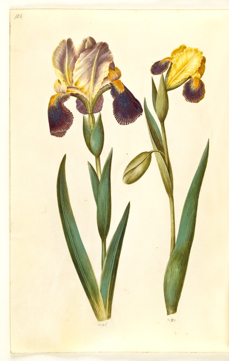 鸢尾×德国或鸢尾×sambucina（花园或架上鸢尾）；变色鸢尾（变色鸢尾） 作者 汉斯-西蒙·霍尔茨贝克