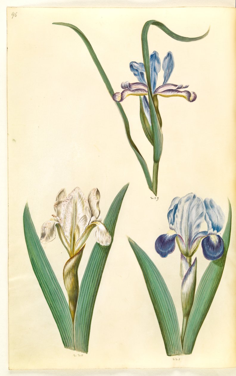 草叶鸢尾；lutescens 或 pumila 虹膜鸢尾（？ 作者 汉斯-西蒙·霍尔茨贝克