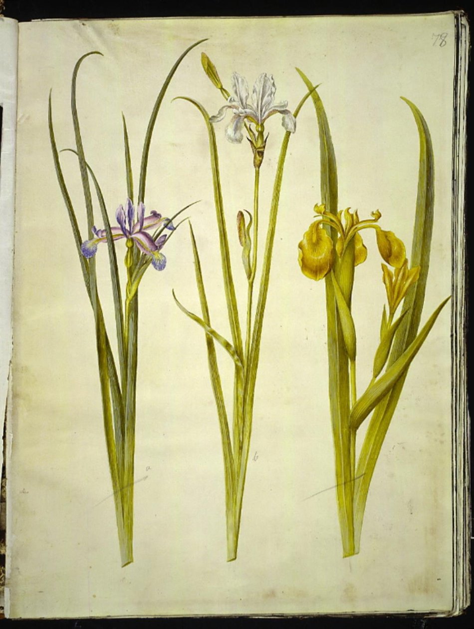 鸢尾græsbladet;鸢尾sibirica（sibirisk鸢尾）;鸢尾pseudacorus（咕噜鸢尾 作者 汉斯-西蒙·霍尔茨贝克