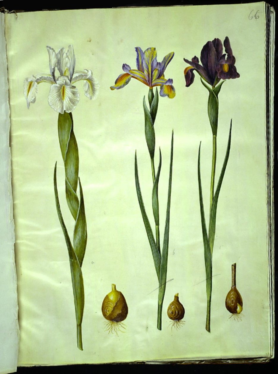 英国鸢尾（Iris latifolia）；西班牙鸢尾（Iris xiphium） 作者 汉斯-西蒙·霍尔茨贝克