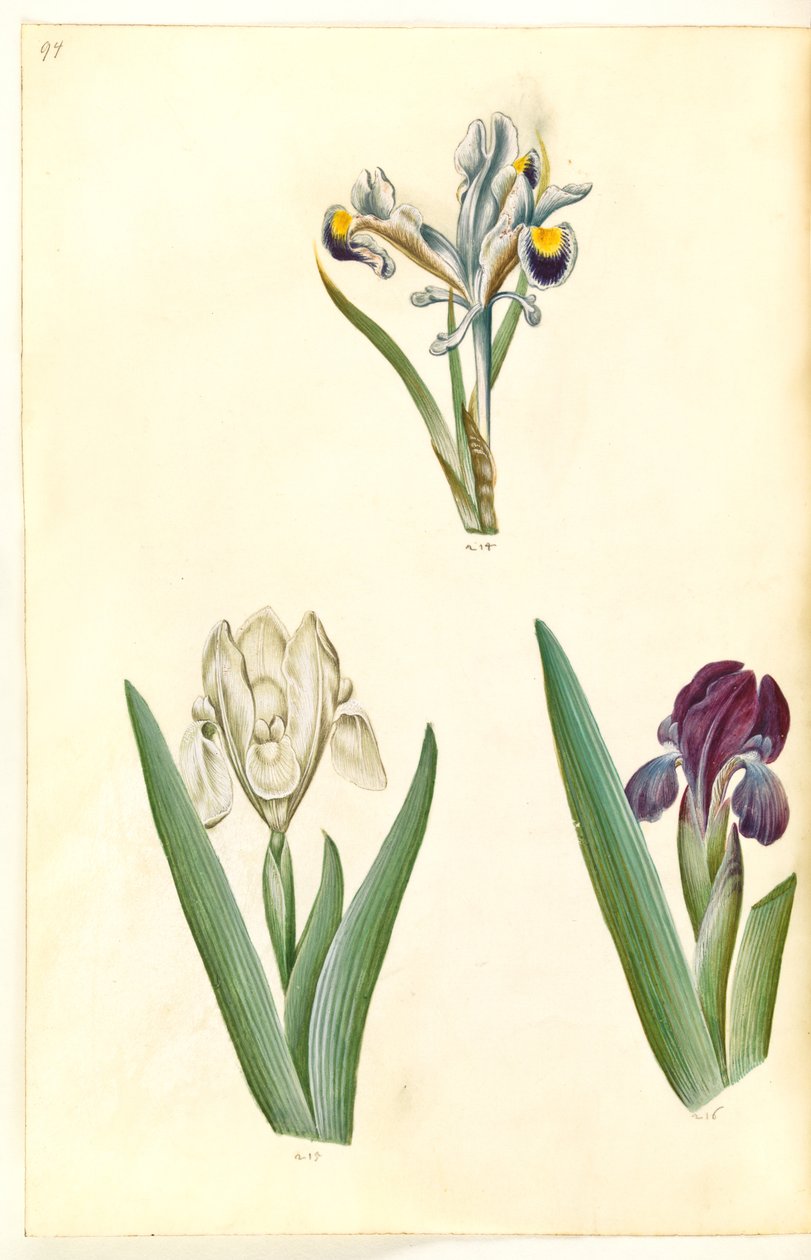 波斯鸢尾（波斯鸢尾）；鲁特森鸢尾或普米拉鸢尾（？ 作者 汉斯-西蒙·霍尔茨贝克