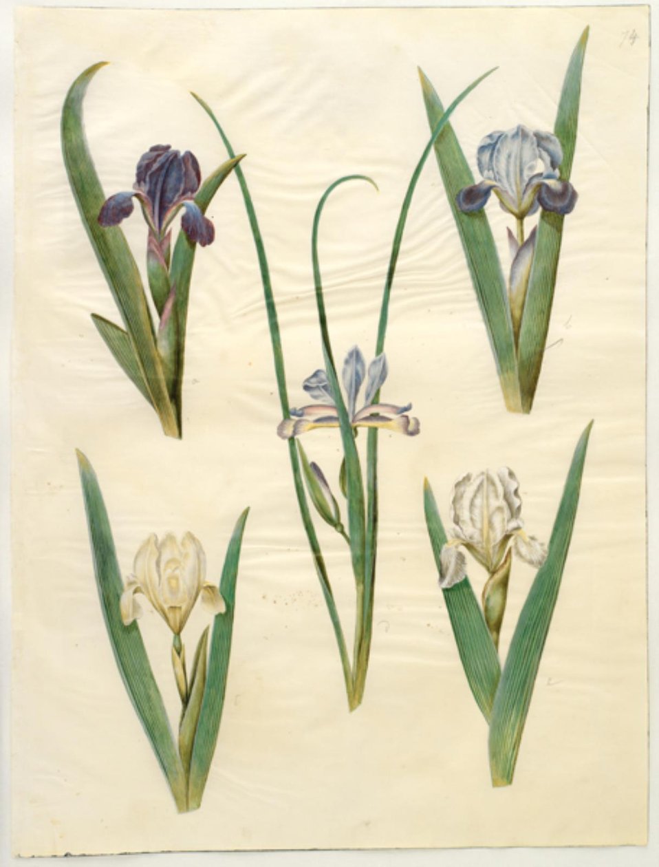 低矮鸢尾（Iris pumila）或矮小鸢尾（Iris lutescens）；草叶鸢尾（Iris graminea）。 作者 汉斯-西蒙·霍尔茨贝克