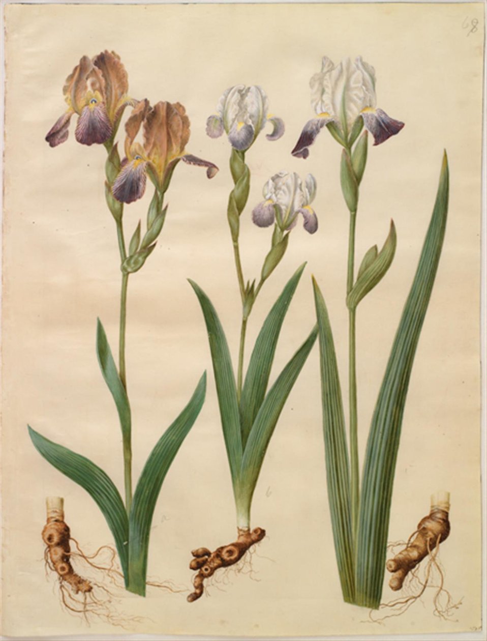 鸢尾花 ×sambucina (hylde-iris); 鸢尾花 ×amoena (hybrid iris) 作者 汉斯-西蒙·霍尔茨贝克