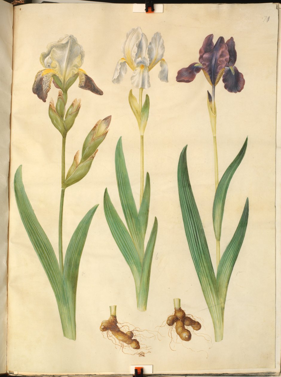 鸢尾花×squalens（鸢尾花杂交种）；鸢尾花（鸢尾花） 作者 汉斯-西蒙·霍尔茨贝克