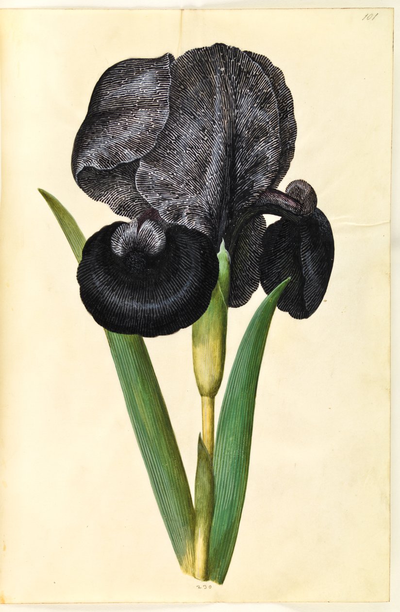 鸢尾花（sørge-iris） 作者 汉斯-西蒙·霍尔茨贝克