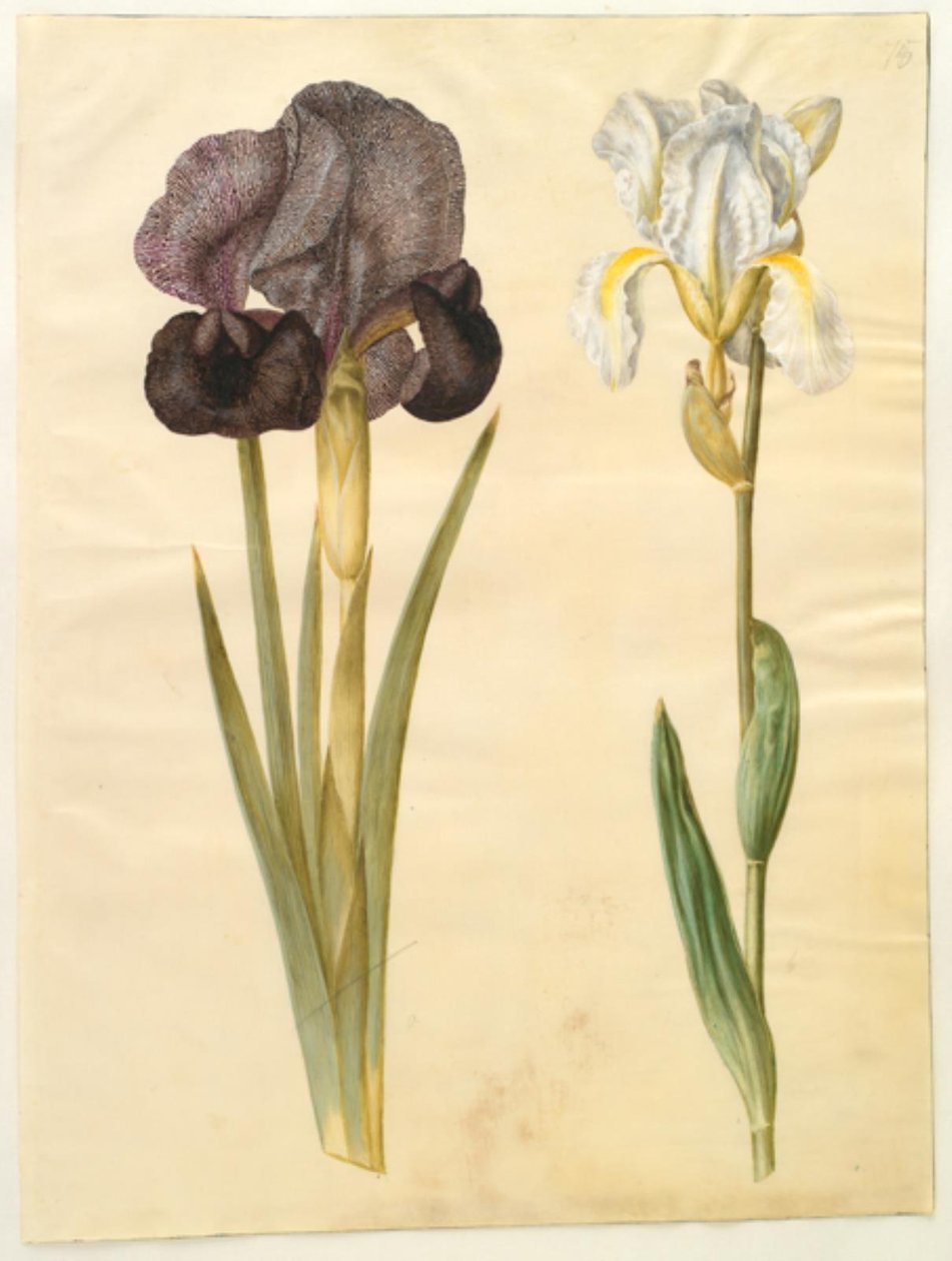 苏格兰鸢尾（sørge-iris）；佛罗伦萨鸢尾（violrod） 作者 汉斯-西蒙·霍尔茨贝克