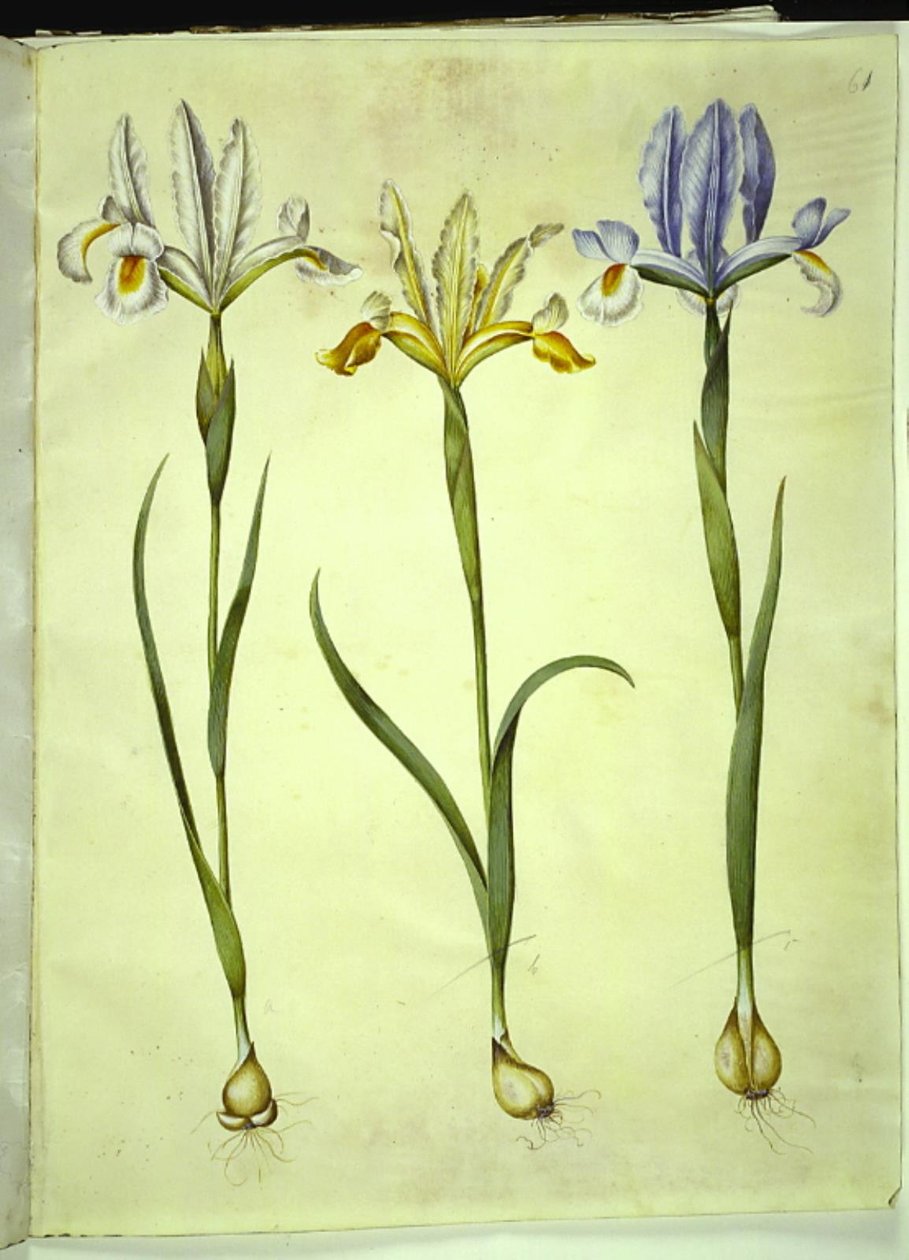 西班牙鸢尾（Iris xiphium）或英国鸢尾（Iris latifolia）；西班牙鸢尾（Iris xiphium） 作者 汉斯-西蒙·霍尔茨贝克