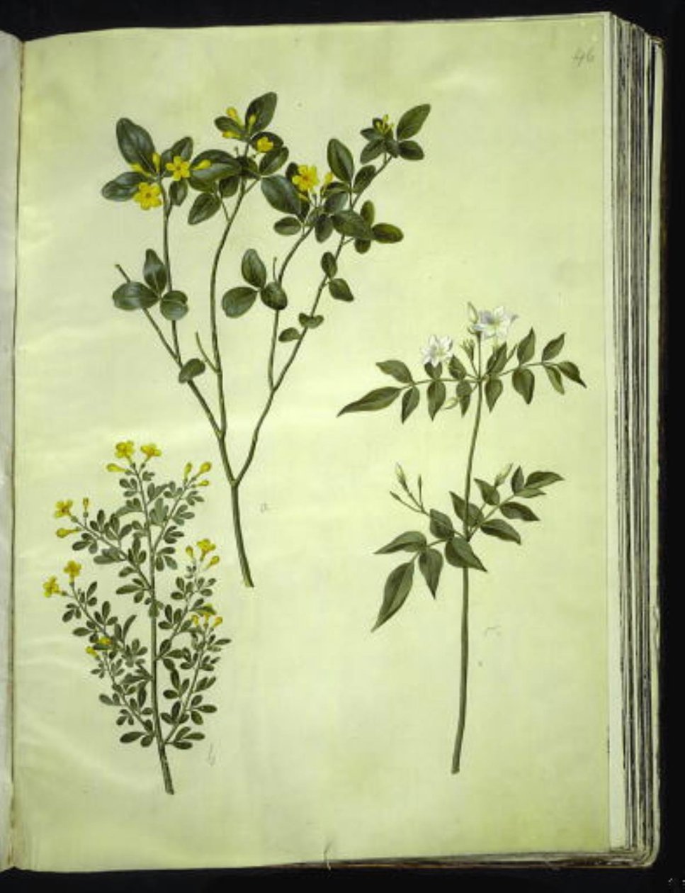 Jasminum odoratissimum (stue jasmine); Jasminum fruticans (busk jasmine); Jasminum grandiflorum (scented jasmine) 作者 汉斯-西蒙·霍尔茨贝克