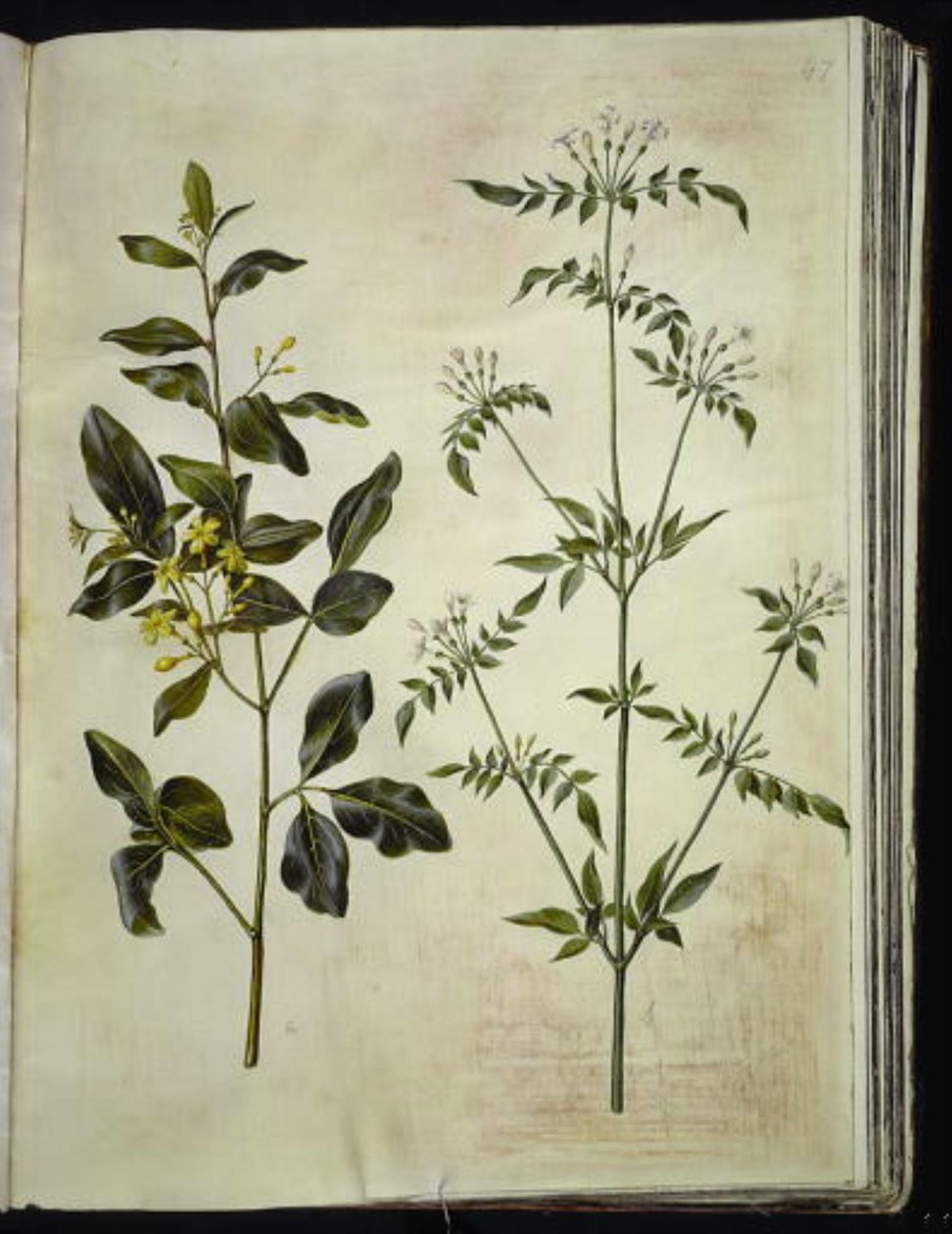 Jasminum odoratissimum（家养茉莉）；Jasminum officinale（药用茉莉） 作者 汉斯-西蒙·霍尔茨贝克