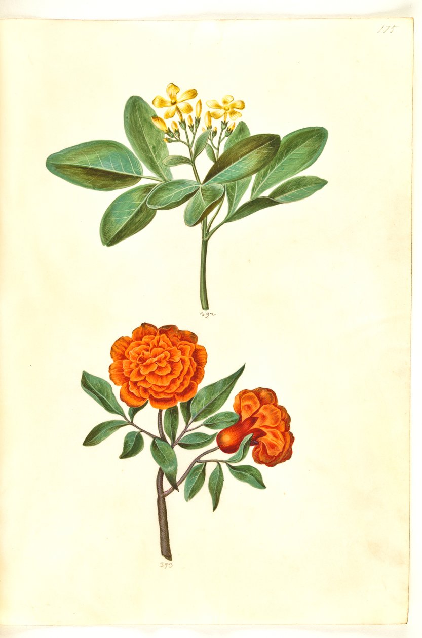 臭茉莉（stue-jasmin）；石榴（granatæble） 作者 汉斯-西蒙·霍尔茨贝克