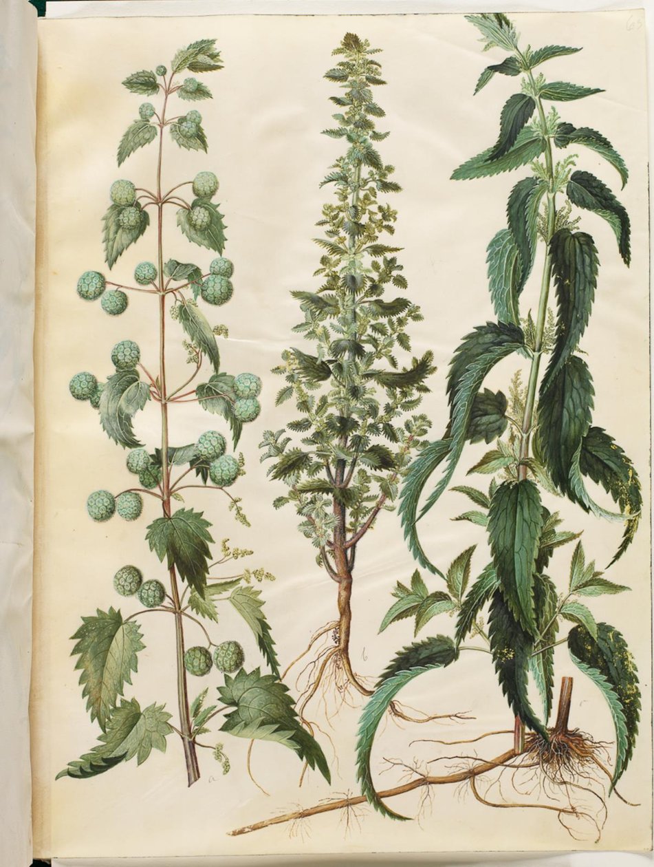 Kksgb2950/65 Urtica pilulifera（罗马荨麻）；Urtica urens（小荨麻）；Urtica dioica（大荨麻） 作者 汉斯-西蒙·霍尔茨贝克