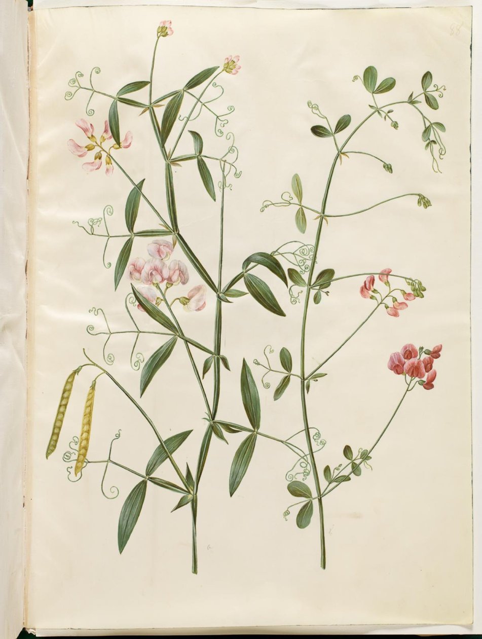 Lathyrus sylvestris（森林扁平豆科植物）；Lathyrus tuberosus（块茎扁平豆科植物） 作者 汉斯-西蒙·霍尔茨贝克