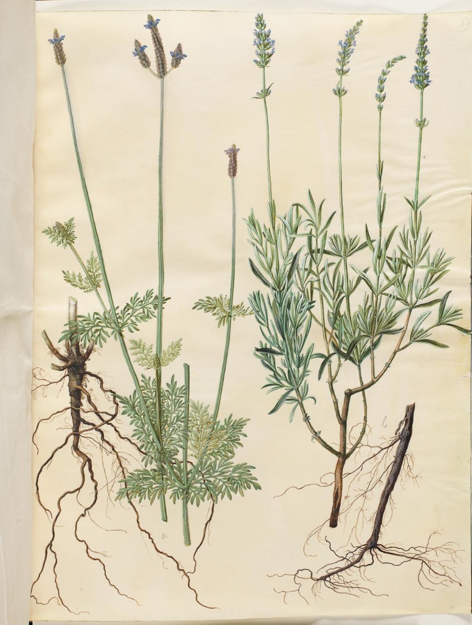 多花薰衣草（穗状薰衣草）；簇生薰衣草（真薰衣草） 作者 汉斯-西蒙·霍尔茨贝克