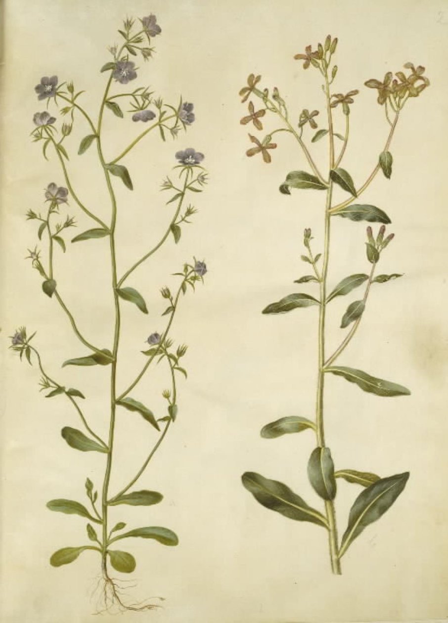 Legousia speculum-veneris（真维纳斯镜）；Hesperis tristis（夜紫罗兰） 作者 汉斯-西蒙·霍尔茨贝克