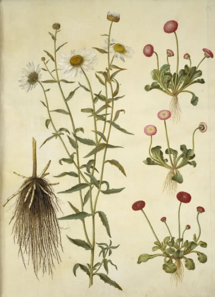 Leucanthemum vulgare（白牛眼）； Bellis perennis（普通雏菊） 作者 汉斯-西蒙·霍尔茨贝克
