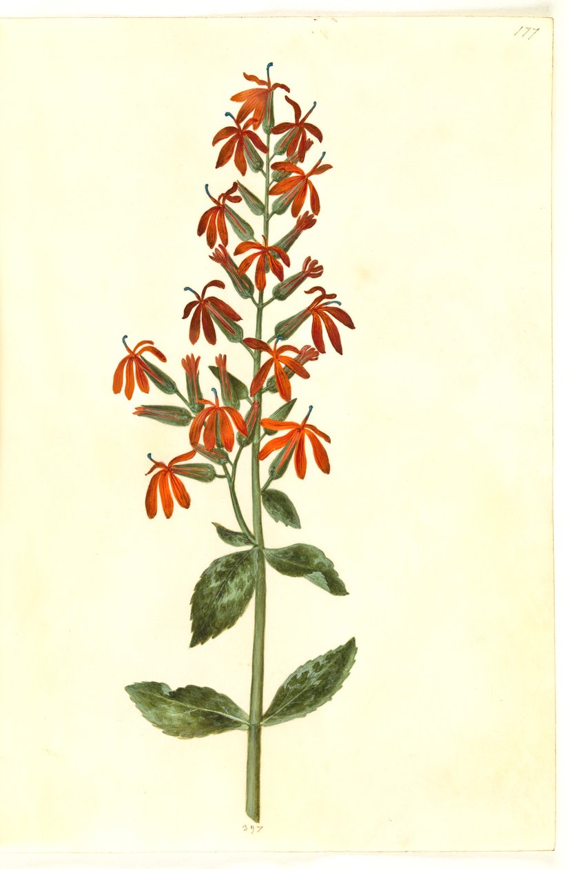 Lobelia cardinalis (kardinal-lobelie) 红雀草 作者 汉斯-西蒙·霍尔茨贝克
