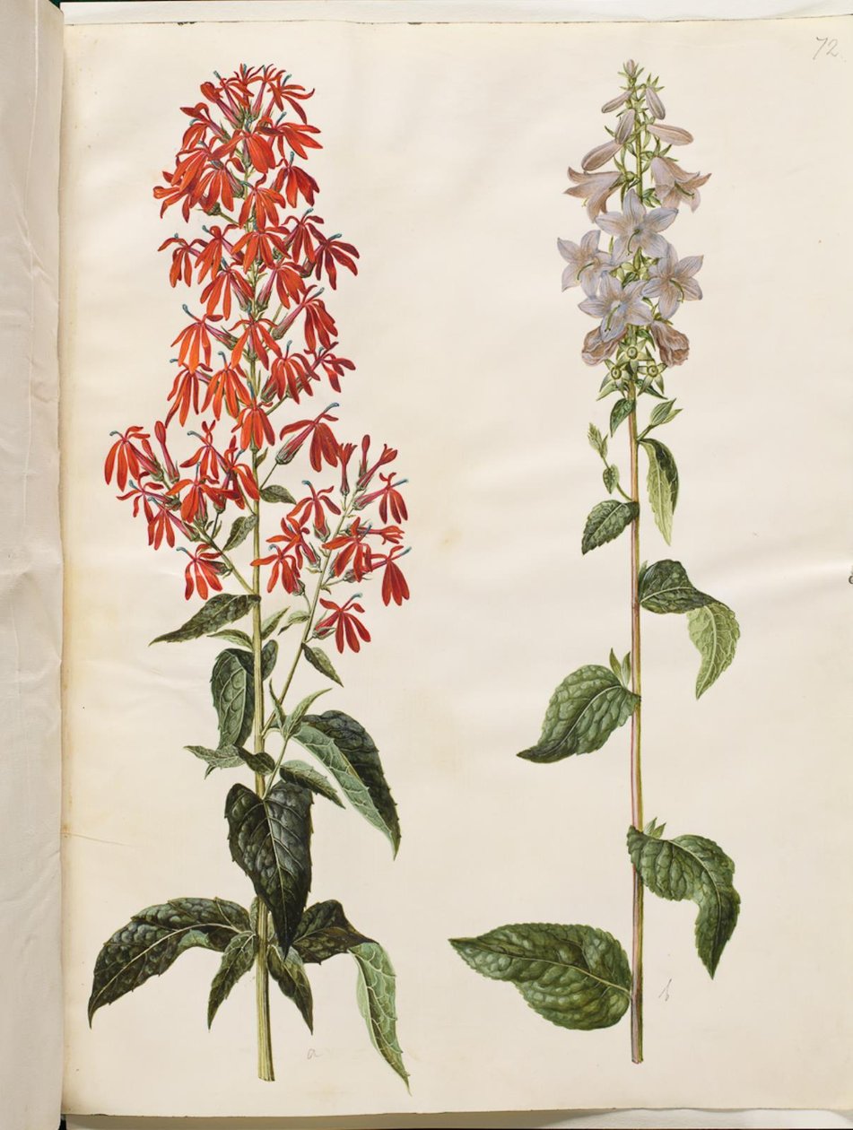 Lobelia cardinalis（红雀小叶女贞）；Campanula latifolia（阔叶铃兰） 作者 汉斯-西蒙·霍尔茨贝克
