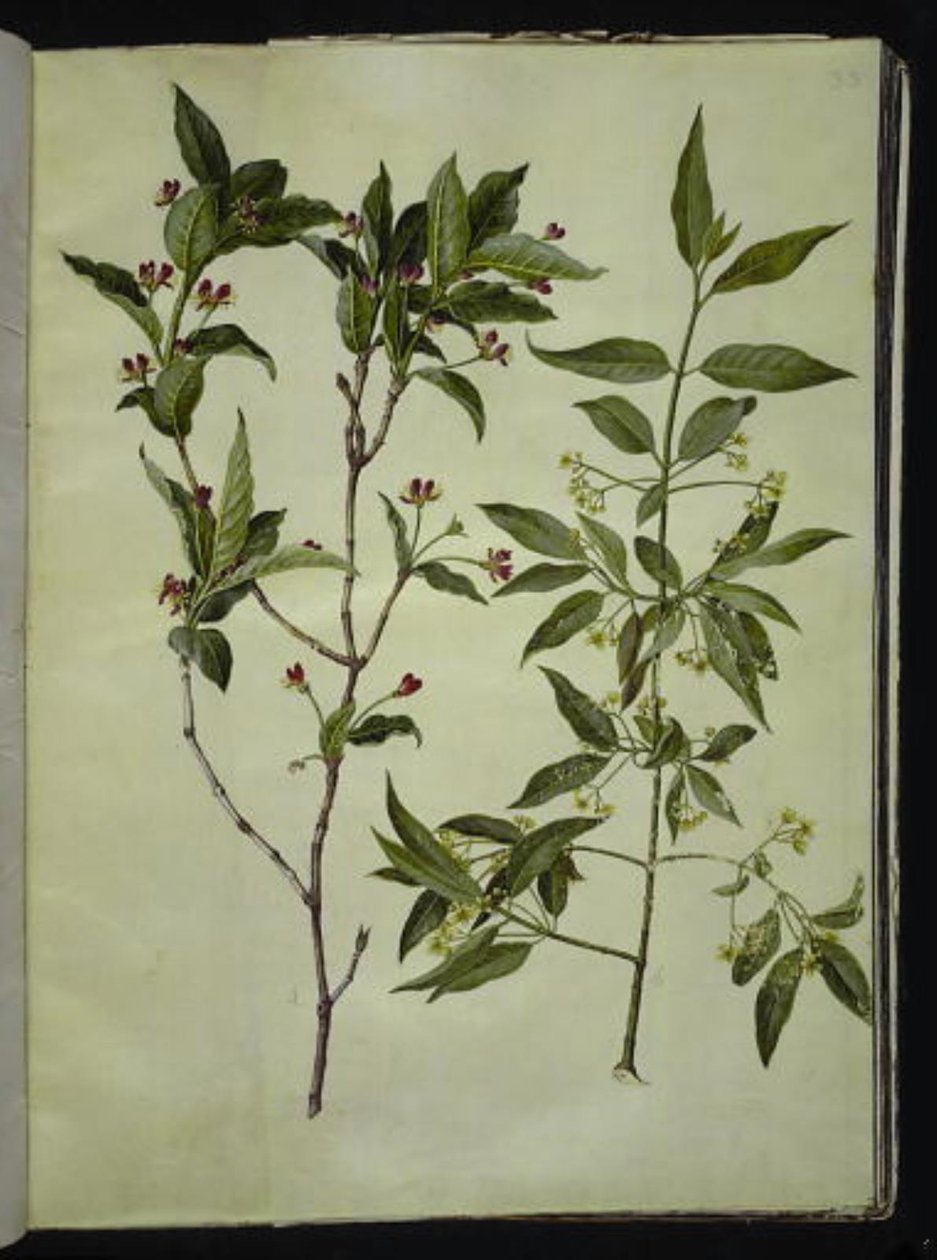 Lonicera alpigena（高山山羊芸香草）；Euonymus europaeus（普通苦木） 作者 汉斯-西蒙·霍尔茨贝克