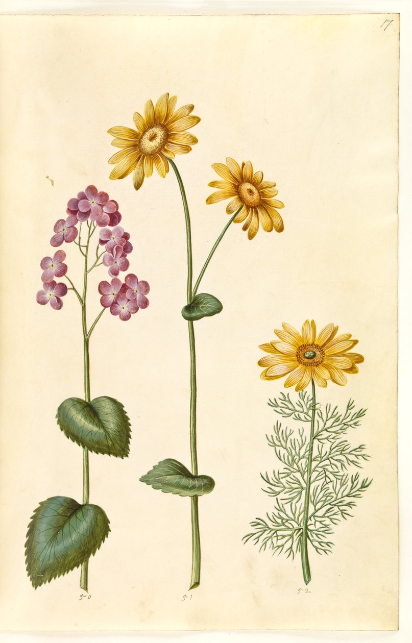 Lunaria annua (Judas money)；Doronicum pardalianches (heart-leaved gemserod)；Adonis vernalis (spring adonis) 作者 汉斯-西蒙·霍尔茨贝克