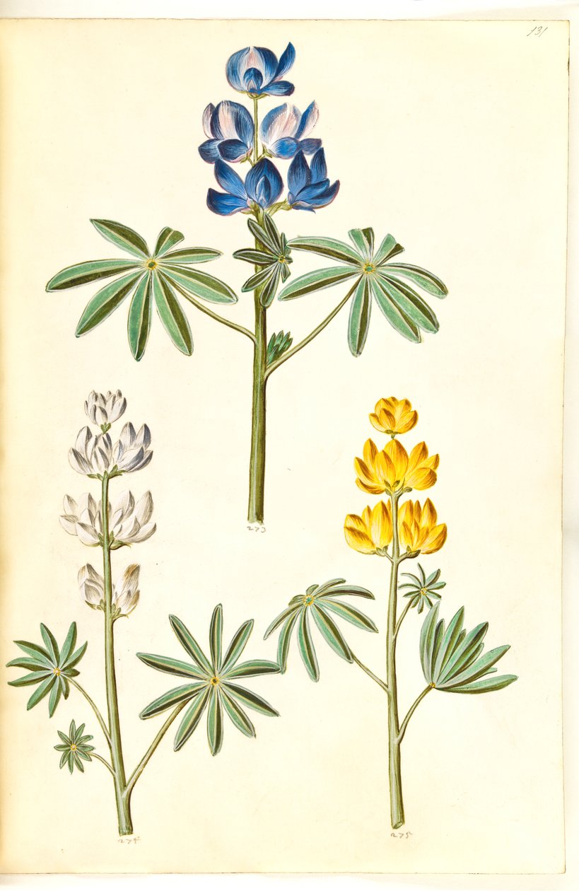 Lupinus pilosus (blå lupin)；Lupinus albus (hvid lupin)；Lupinus luteus (gul lupin)。 作者 汉斯-西蒙·霍尔茨贝克
