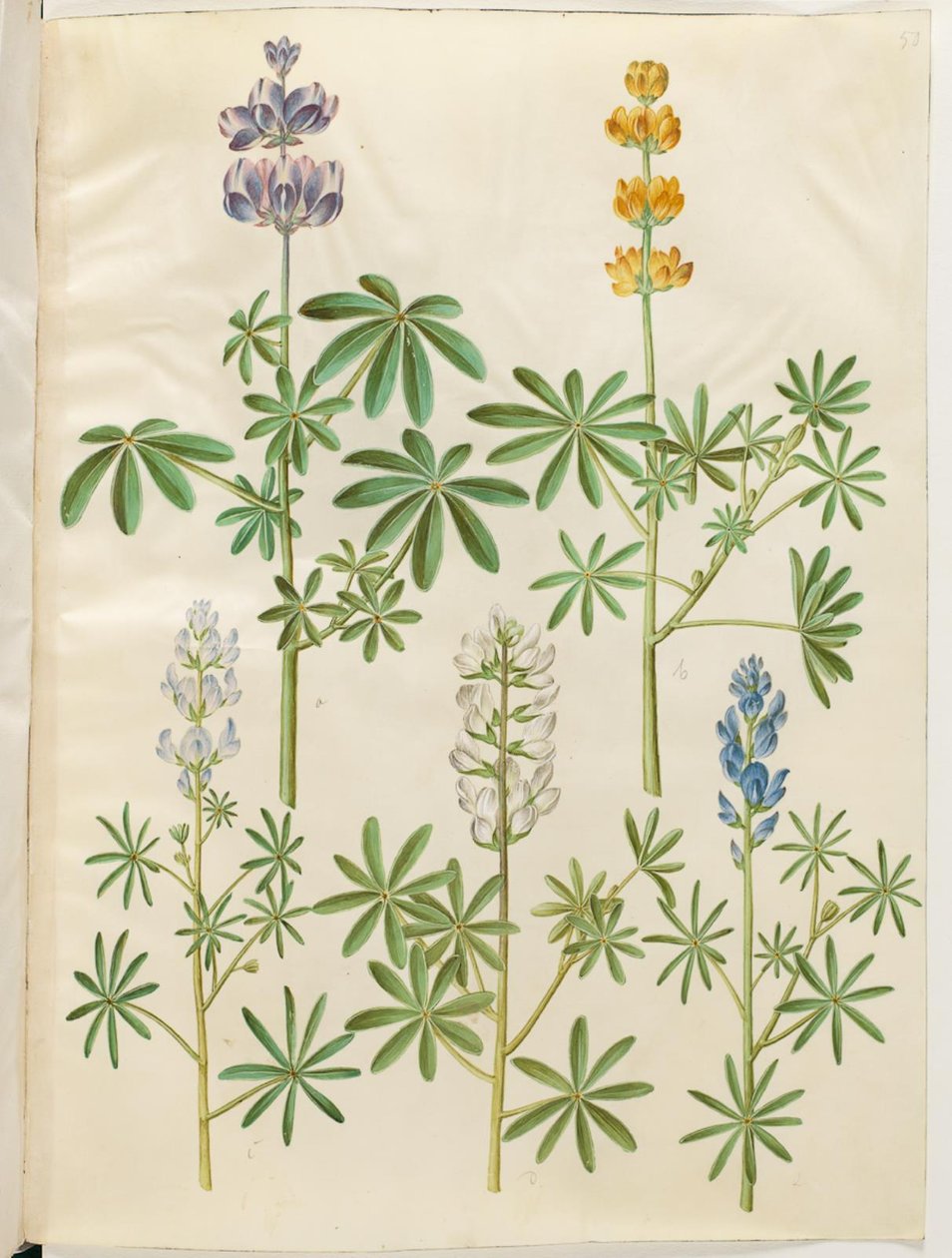 Lupinus pilosus (blå lupin)；Lupinus luteus (gul lupin)；Lupinus angustifolius (smalbladet lupin)；Lupinus albus (hvid lupin)。 作者 汉斯-西蒙·霍尔茨贝克