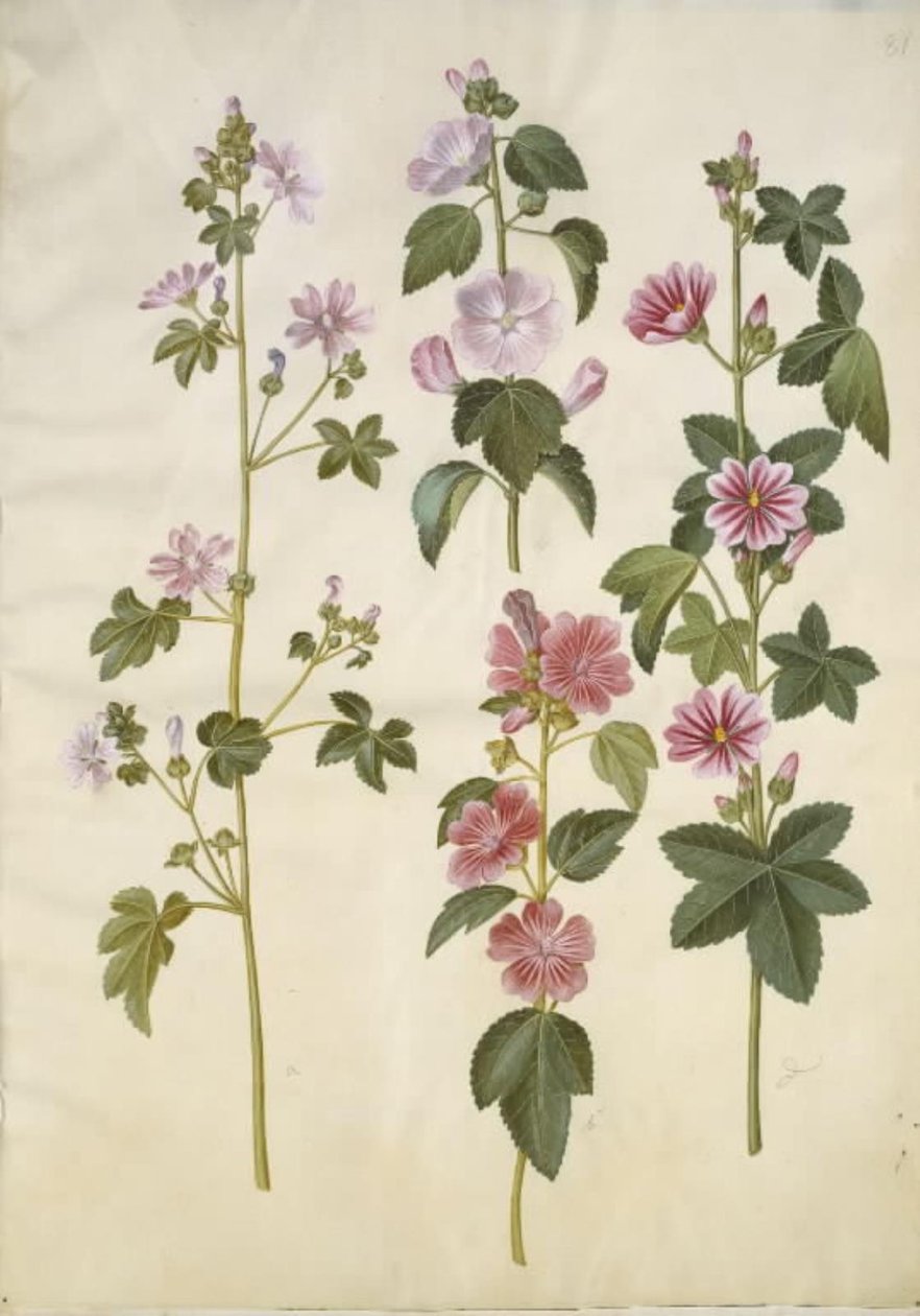 锦葵（普通锦葵）；Lavatera thuringiaca（德国白杨玫瑰） 作者 汉斯-西蒙·霍尔茨贝克