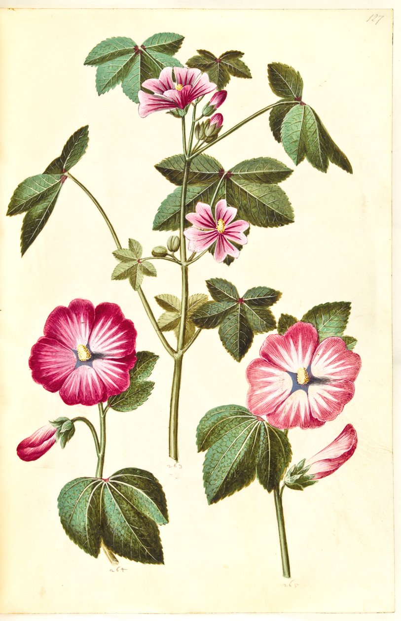 锦葵（普通锦葵）；Lavatera trimestris (mameluke wormwood) 作者 汉斯-西蒙·霍尔茨贝克