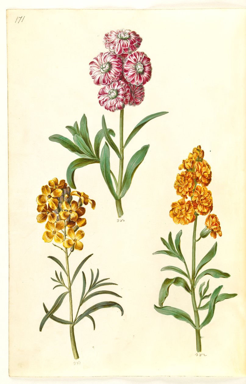 Matthiola incana（冬荆）；Erysimum cheiri（金色地衣） 作者 汉斯-西蒙·霍尔茨贝克