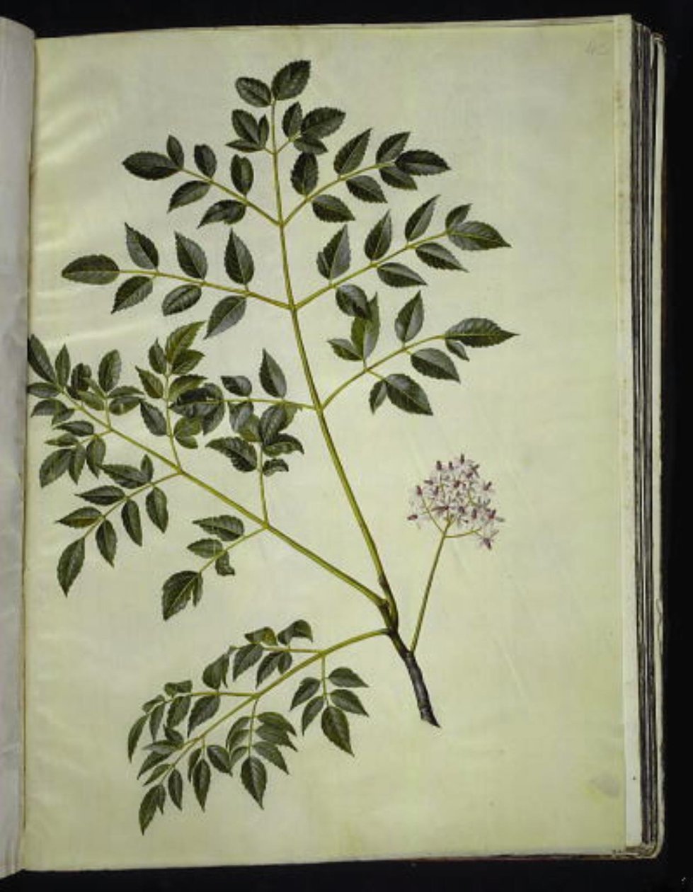 Melia azedarach (paternostertræ) 作者 汉斯-西蒙·霍尔茨贝克
