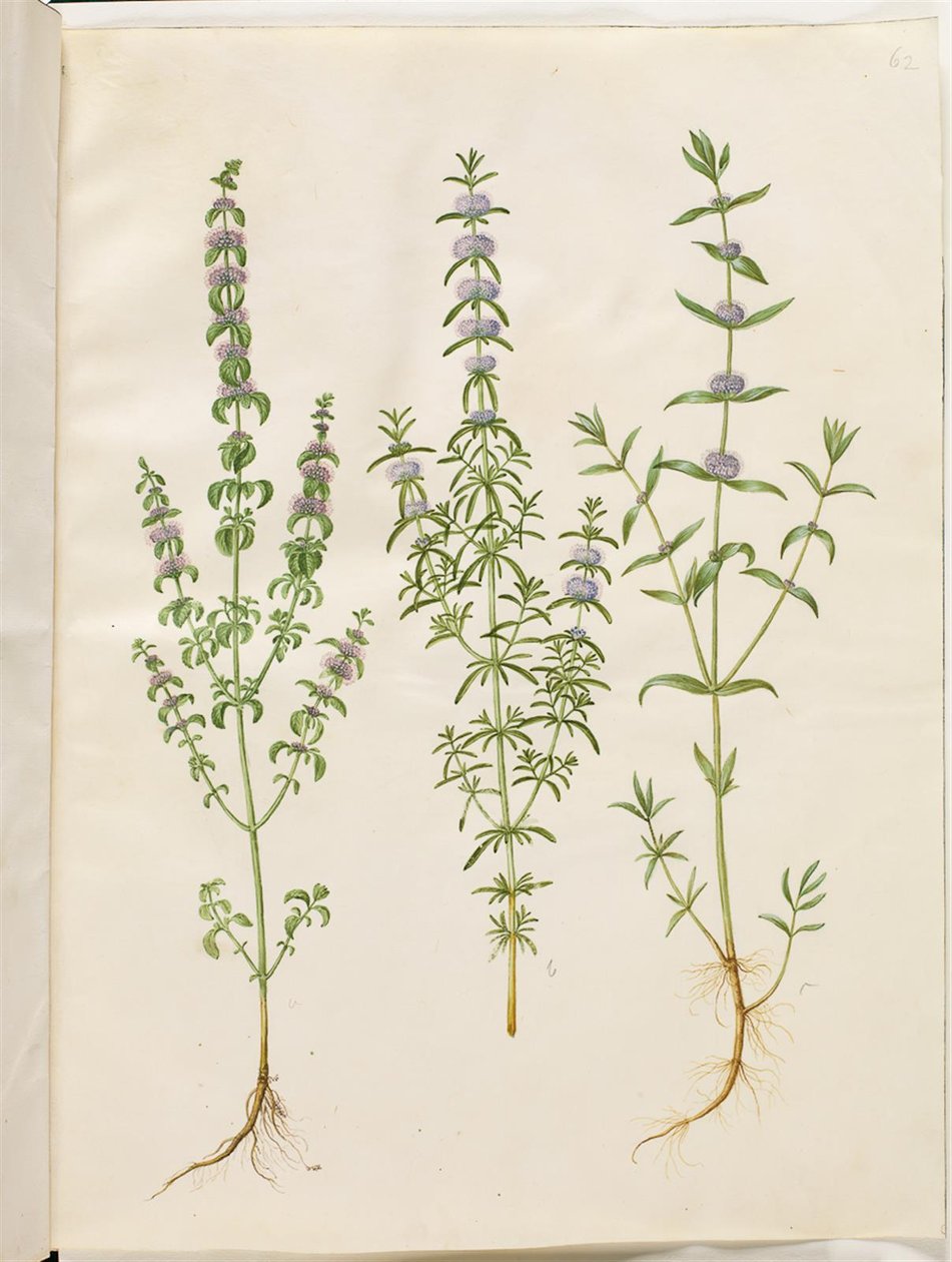 Mentha pulegium (polej mint); Mentha cervina (deer mint); Mentha (薄荷的种类) 作者 汉斯-西蒙·霍尔茨贝克
