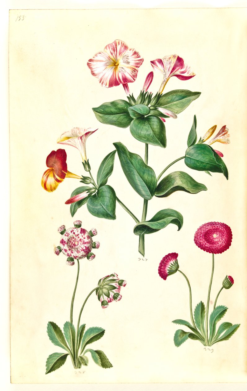 奇妙花（Mirabilis jalapa）；普通雏菊（Bellis perennis） 作者 汉斯-西蒙·霍尔茨贝克