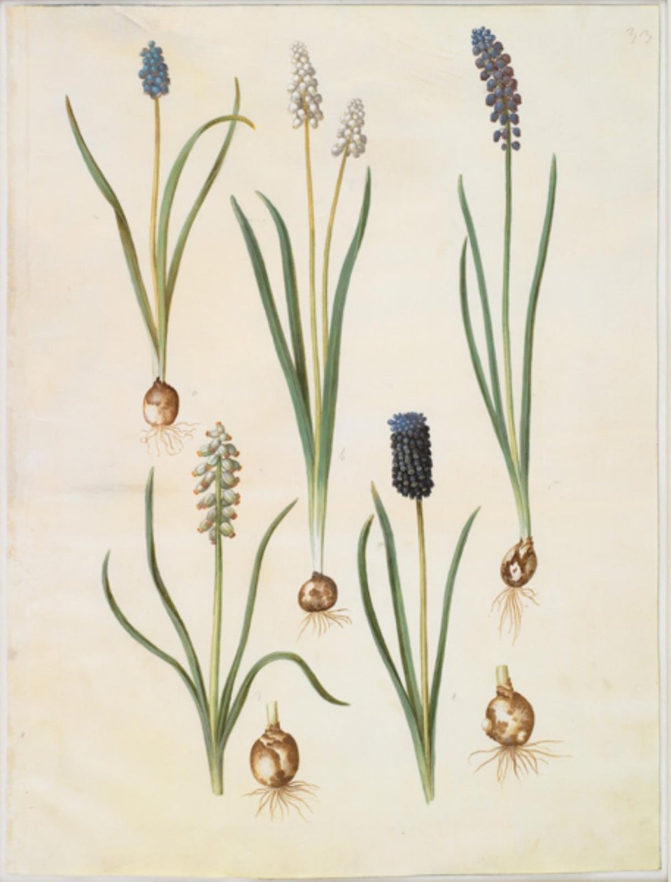麝香草（杏仁薄荷）；麝香草（麝香薄荷）；麝香草（麝香薄荷）；麝香草（麝香薄荷）；麝香草（麝香薄荷）；麝香草（麝香薄荷）；麝香草（麝香薄荷）。 作者 汉斯-西蒙·霍尔茨贝克