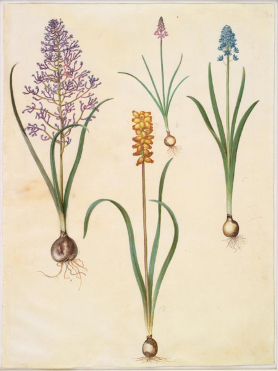 羽毛风信子（Muscari comosum）；秋天风信子（Scilla autumnalis）；意大利钟形风信子（Hyacinthoides italica）；黄珍珠风信子（Muscari macrocarpum）。 作者 汉斯-西蒙·霍尔茨贝克