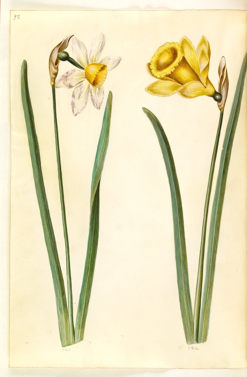 Narcissus ×incomparabilis (have-narcis); Narcissus pseudonarcissus (påskelilje) 作者 汉斯-西蒙·霍尔茨贝克