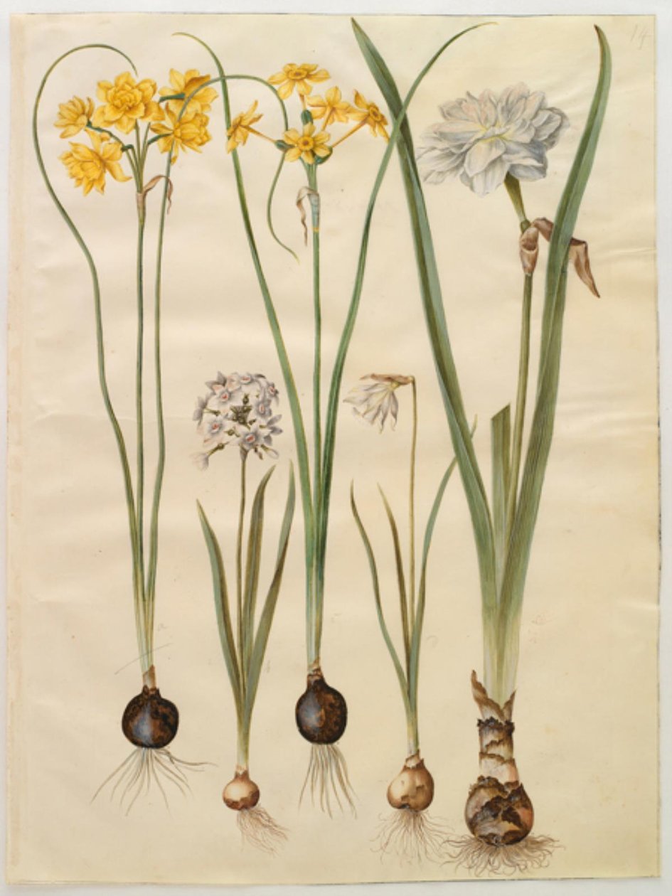 Narcissus jonquilla (siv-narcis); Narcissus tazetta (tazet); Narcissus pseudonarcissus moschatus (moskus-narcis); Narcissus poeticus (brush lily) 作者 汉斯-西蒙·霍尔茨贝克