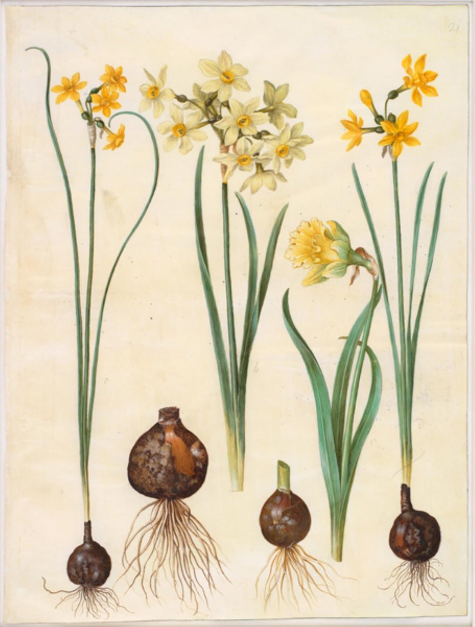 Narcissus jonquilla (siv-narcis); Narcissus tazetta aureus (guld-tazet); Narcissus pseudonarcissus bicolor (tofarvet påskelilje) 作者 汉斯-西蒙·霍尔茨贝克