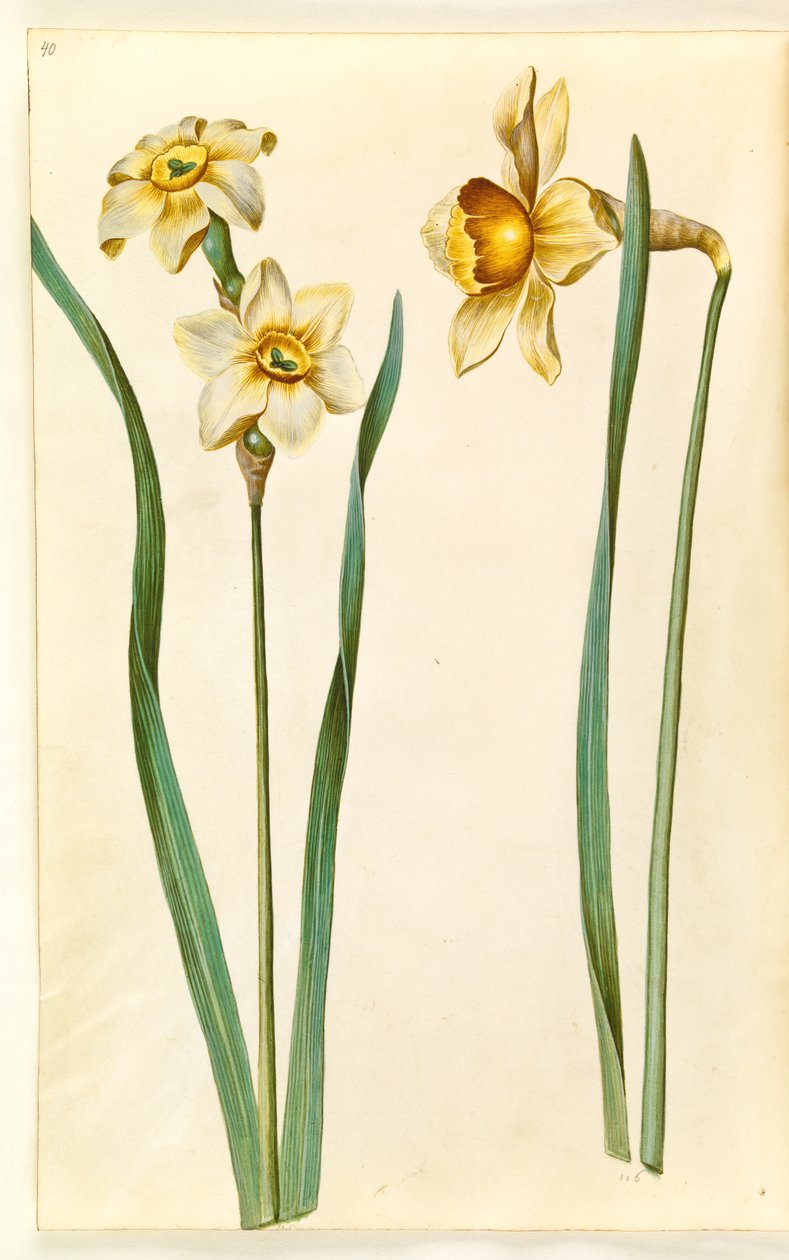 Narcissus ×medioluteus (toblomstret narcis); Narcissus ×incomparabilis (have-narcis) 作者 汉斯-西蒙·霍尔茨贝克