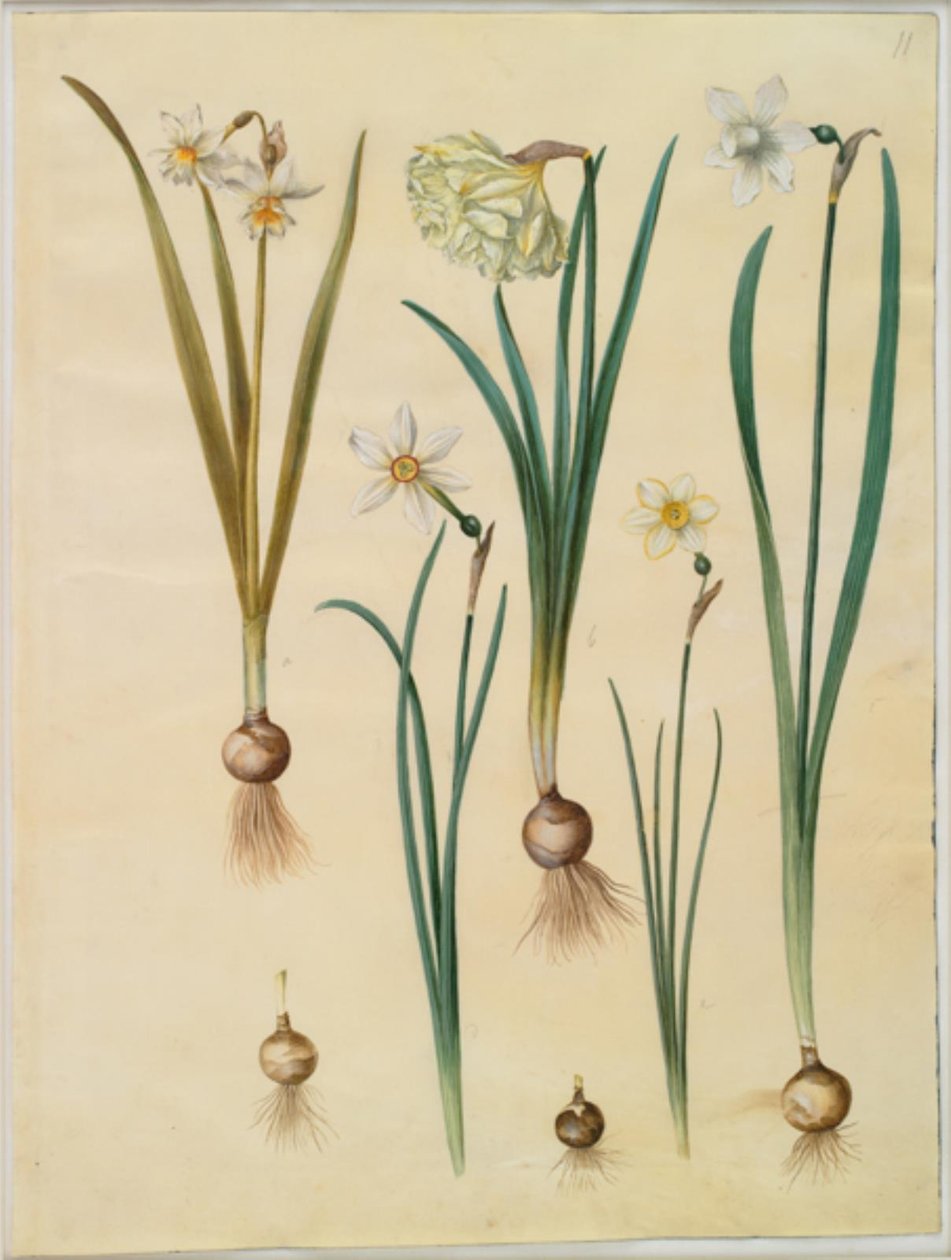 Narcissus ×medioluteus（烟熏水仙）；Narcissus pseudonarcissus；Narcissus（水仙）；Narcissus poeticus（毛笔百合）；Narcissus ×tenuior 作者 汉斯-西蒙·霍尔茨贝克