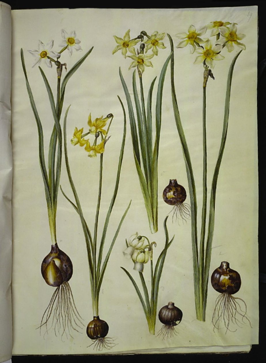 Narcissus poeticus (brush lily); Narcissus triandrus (orchid narcis); Narcissus ×medioluteus (toblomstret narcis) 作者 汉斯-西蒙·霍尔茨贝克