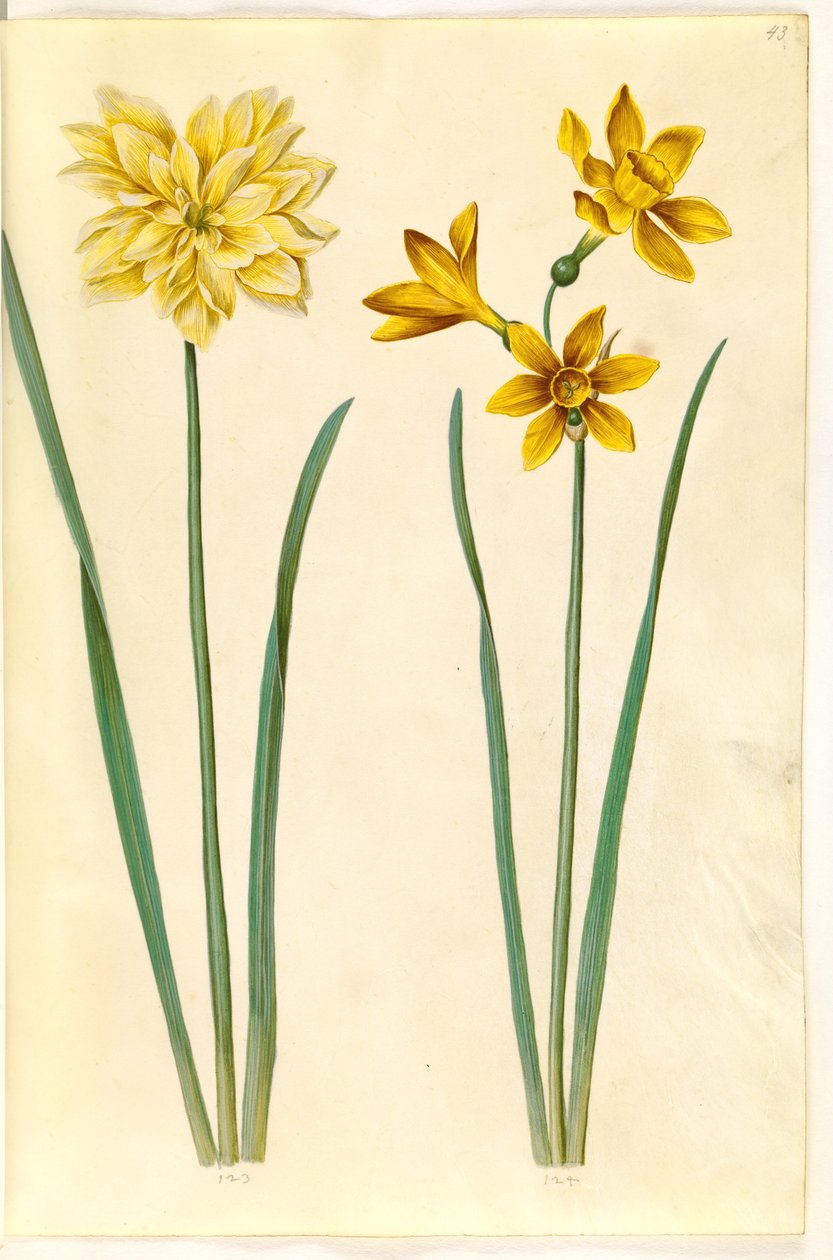 Narcissus pseudonarcissus (påskelilje); Narcissus tazetta aureus (guld-tazet) 作者 汉斯-西蒙·霍尔茨贝克