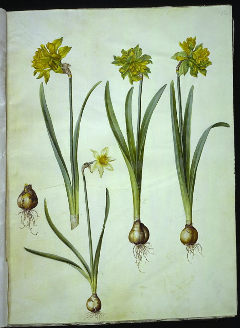 Narcissus pseudonarcissus; Narcissus ?×incomparabilis (have-narcis) 作者 汉斯-西蒙·霍尔茨贝克