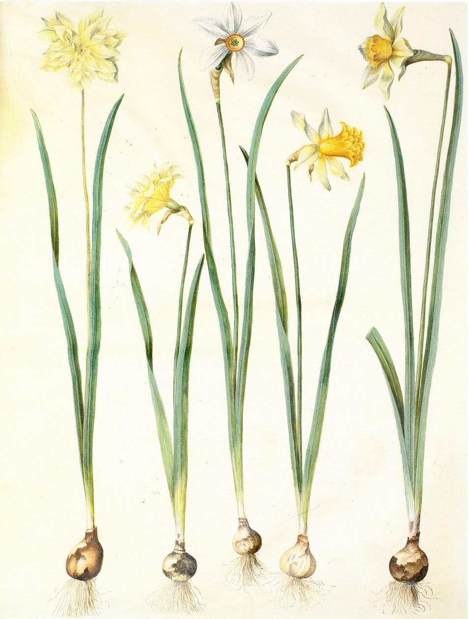 Narcissus pseudonarcissus, Narcissus poeticus, Narcissus × incomparabilis 作者 汉斯-西蒙·霍尔茨贝克