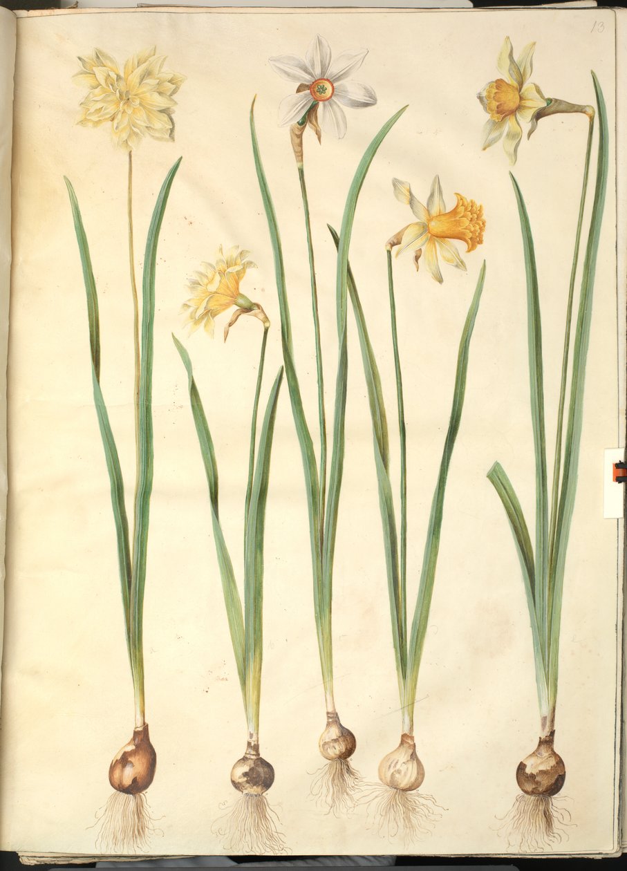 Narcissus pseudonarcissus, Narcissus poeticus, Narcissus × incomparabilis 作者 汉斯-西蒙·霍尔茨贝克