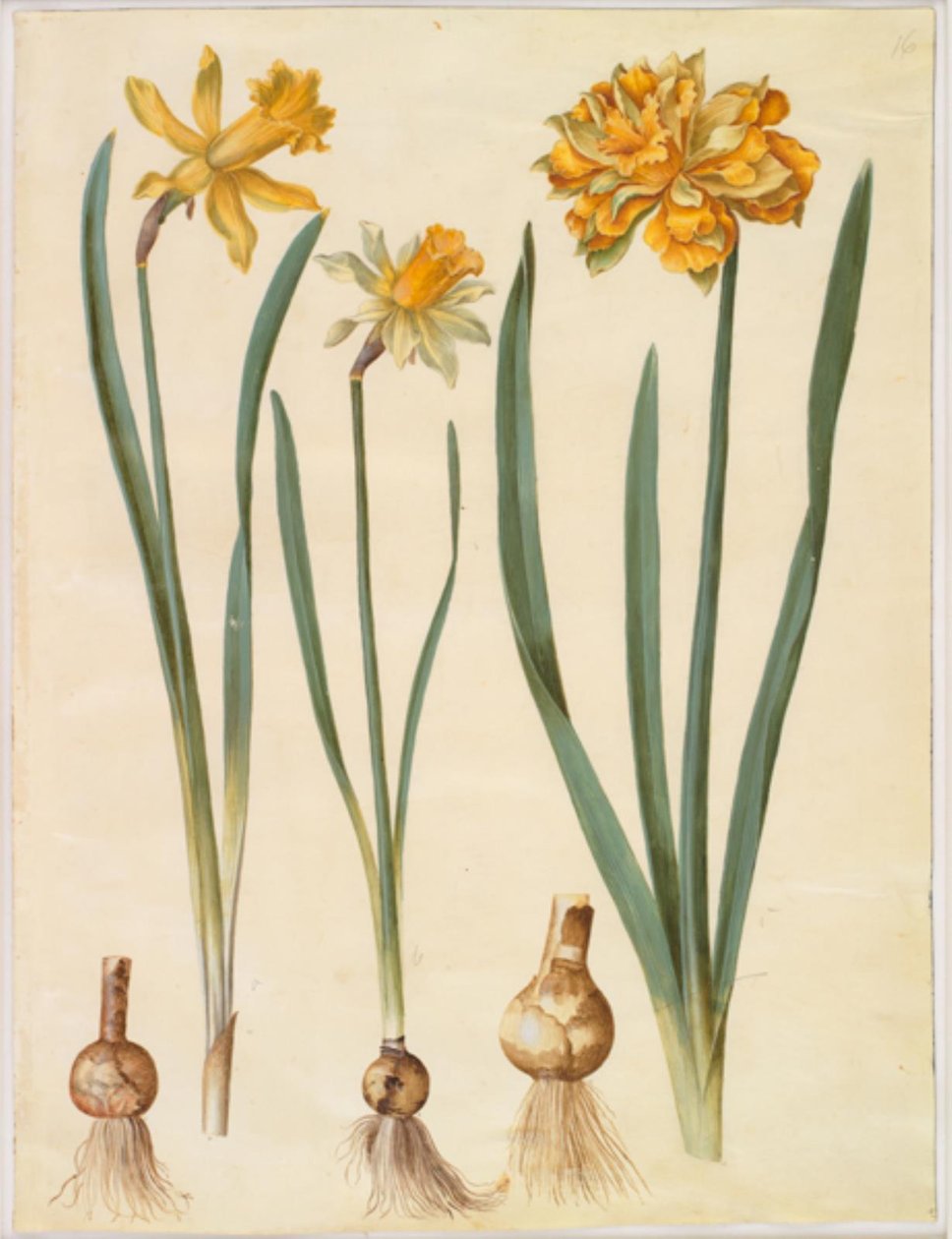 Narcissus pseudonarcissus major (large daffodil); Narcissus pseudonarcissus bicolor (bicoloured daffodil); Narcissus pseudonarcissus 作者 汉斯-西蒙·霍尔茨贝克