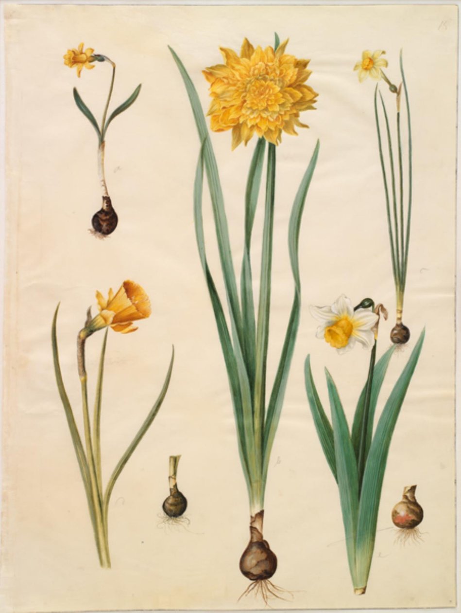 Narcissus pseudonarcissus minor; Narcissus pseudonarcissus pseudonarcissus (påskelilje); Narcissus ×tenuior; Narcissus bulbocodium (crinoline-narcissus); Narcissus pseudonarcissus bicolor (tofarvet påskelilje) 作者 汉斯-西蒙·霍尔茨贝克