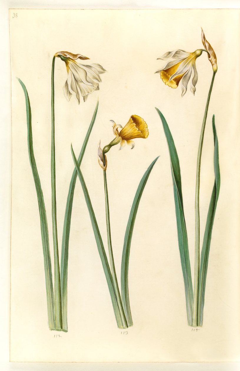 Narcissus pseudonarcissus moschatus (moskus-narcissus); Narcissus bulbocodium (krinoline-narcissus); Narcissus pseudonarcissus (påskelilje) 作者 汉斯-西蒙·霍尔茨贝克
